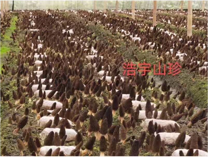 &#26131;&#28216;&#40;&#20013;&#22269;&#41;&#121;&#105;&#121;&#111;&#117;