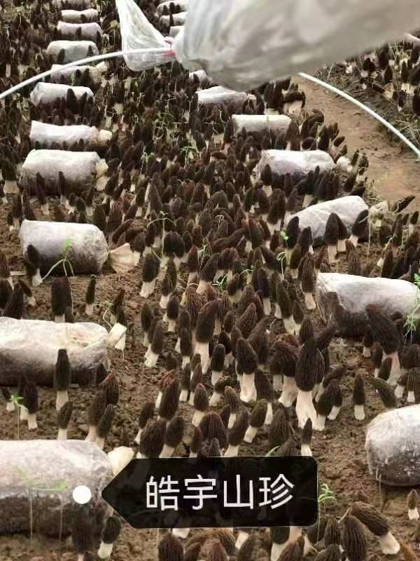 &#26131;&#28216;&#40;&#20013;&#22269;&#41;&#121;&#105;&#121;&#111;&#117;
